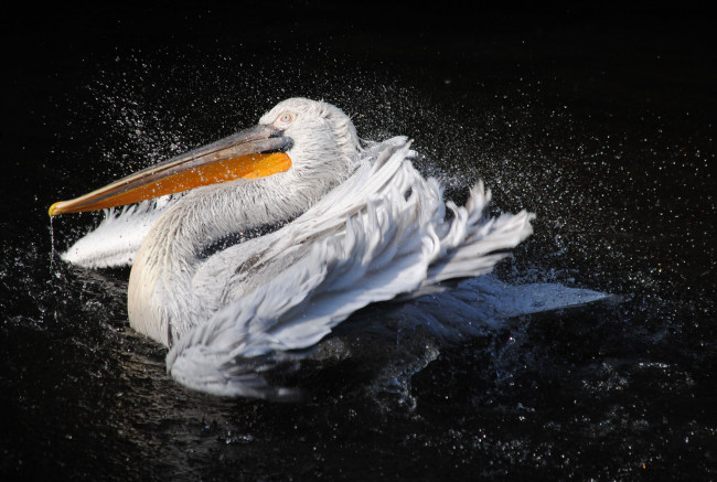 Обои картинки фото животные, пеликаны, вода, брызги