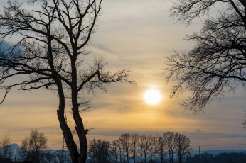 Картинка природа восходы закаты деревья закат