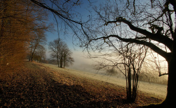 Картинка природа деревья туман листья осень