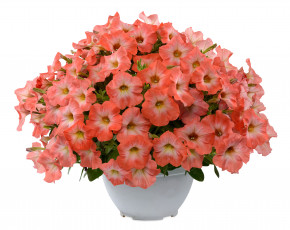 Картинка цветы петунии +калибрахоа много розовый петунья вазон