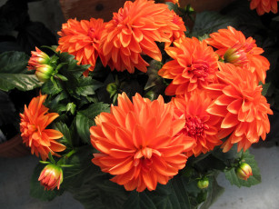 Картинка цветы георгины геогины бутон алый