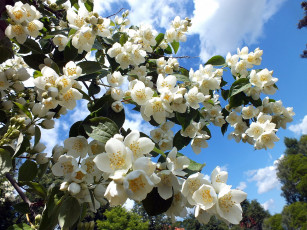 Картинка цветы жасмин белый