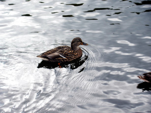 Картинка животные утки вода