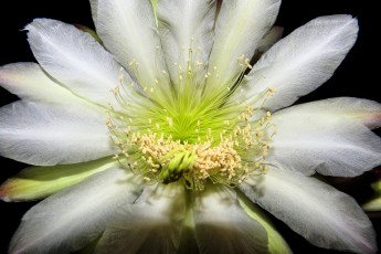 Картинка цветы кактусы колючки