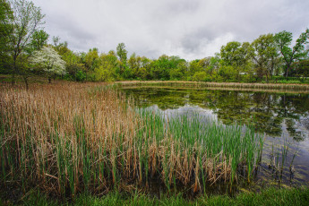 Картинка природа реки озера река лес