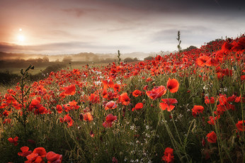 Картинка цветы маки облака луг поле холмы