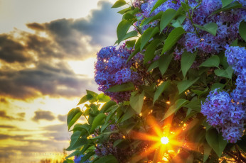 Картинка цветы сирень свет цветки листья