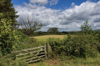 Картинка природа поля облака калитка лес поле