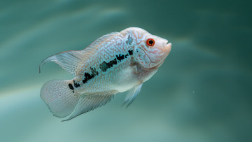 Картинка животные рыбы рыбка