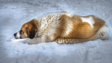 Картинка животные собаки пес