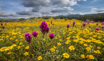 Картинка природа луга кустарник цветы трава