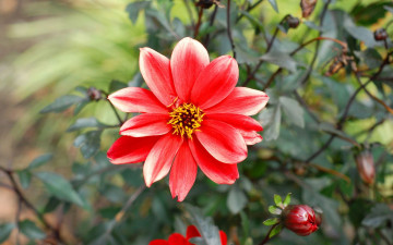 Картинка цветы георгины фон лепестки