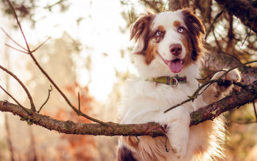Картинка животные собаки друг собака взгляд