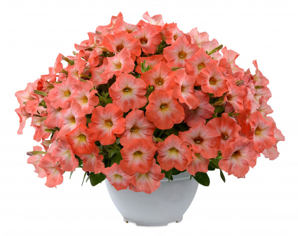 Обои картинки фото цветы, петунии,  калибрахоа, много, розовый, петунья, вазон