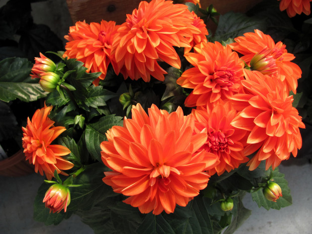 Обои картинки фото цветы, георгины, геогины, бутон, алый