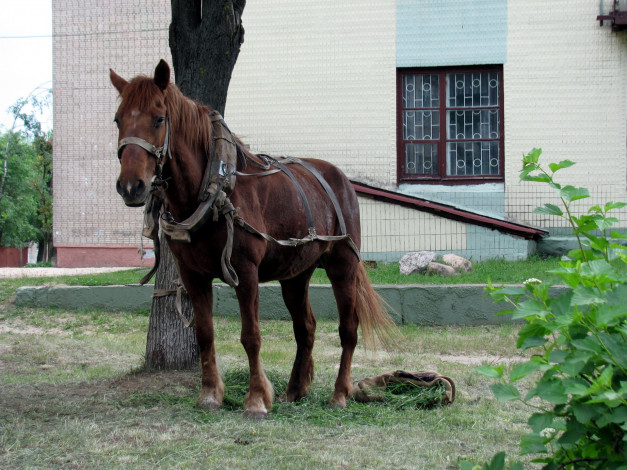 Обои картинки фото животные, лошади, упряжь