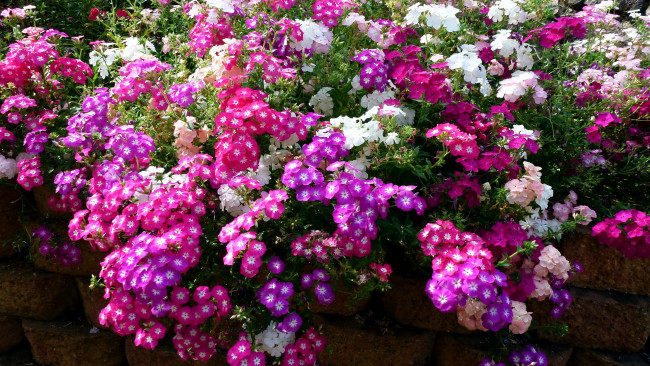 Обои картинки фото цветы, флоксы, сад, много