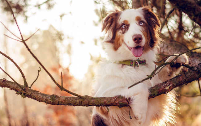 Обои картинки фото животные, собаки, друг, собака, взгляд