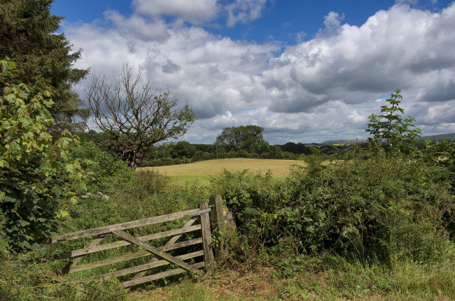 Обои картинки фото природа, поля, облака, калитка, лес, поле