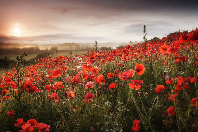 Обои картинки фото цветы, маки, облака, луг, поле, холмы