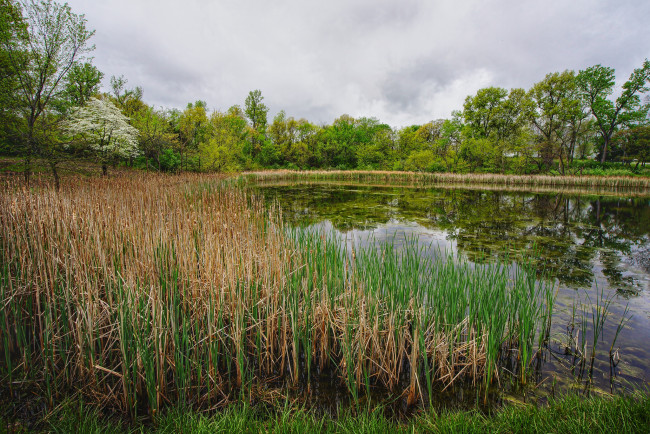 Обои картинки фото природа, реки, озера, река, лес