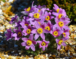 Картинка цветы анемоны +сон-трава весна сон-трава прострел