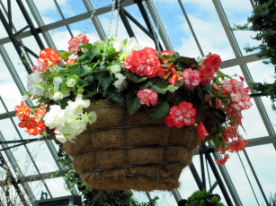 Картинка цветы бегония подвесной вазон