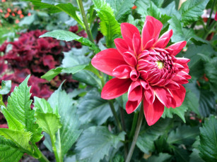 Картинка цветы георгины одиночка