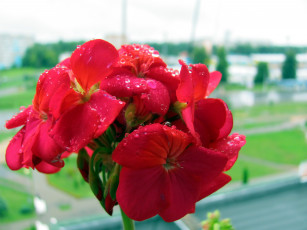 Картинка цветы герань капли макро