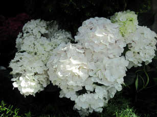 Картинка цветы гортензия белый