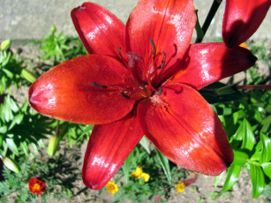 Картинка цветы лилии +лилейники макро алый