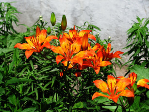 Картинка цветы лилии +лилейники оранжевый