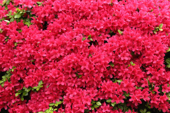 Картинка цветы рододендроны+ азалии рододендрон азалия цветение