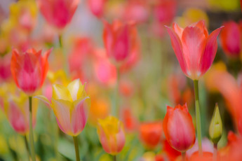 Картинка цветы тюльпаны боке бутоны