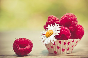 Картинка еда малина ромашка ягоды цветок макро