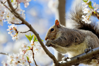 Картинка животные белки цветки цветение ветки вишня белка
