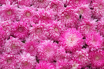 Картинка цветы хризантемы текстура бутоны