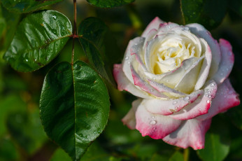 Картинка цветы розы макро листья капли бутон роза