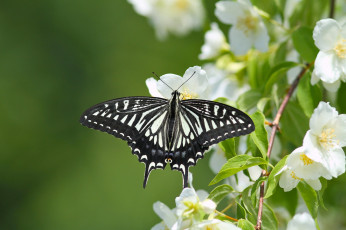 Картинка животные бабочки +мотыльки +моли жасмин бабочка парусник ксут цветение цветки ветка макро
