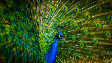 Картинка животные павлины перья хвост птица павлин