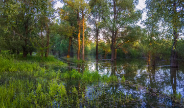 Картинка природа реки озера река лес