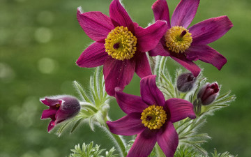 Картинка цветы анемоны +сон-трава лепестки сон-трава прострел бутончики