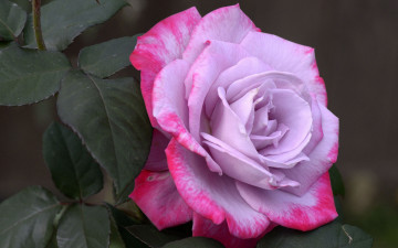 Картинка цветы розы листья бутон роза