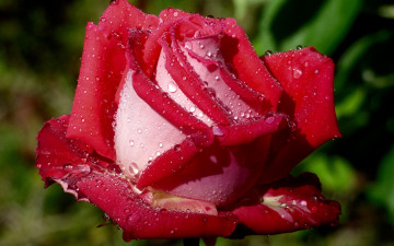 Картинка цветы розы макро капли бутон роза