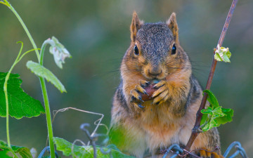 Картинка животные белки взгляд зверушка белка