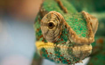 Картинка животные хамелеоны хамелеон макро голова ящерица