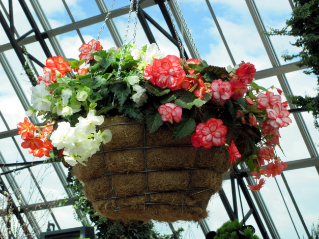 Обои картинки фото цветы, бегония, подвесной, вазон
