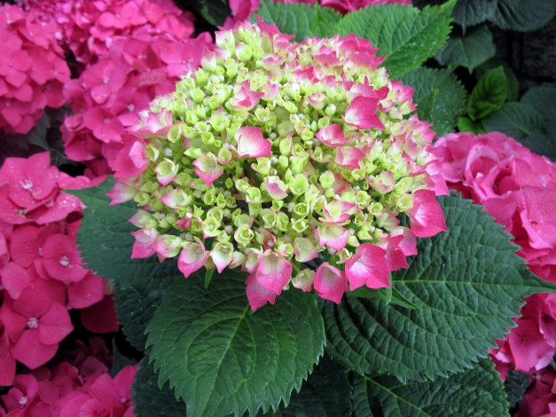 Обои картинки фото цветы, гортензия, бутоны