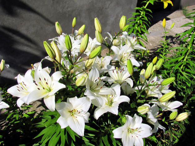 Обои картинки фото цветы, лилии,  лилейники, белый