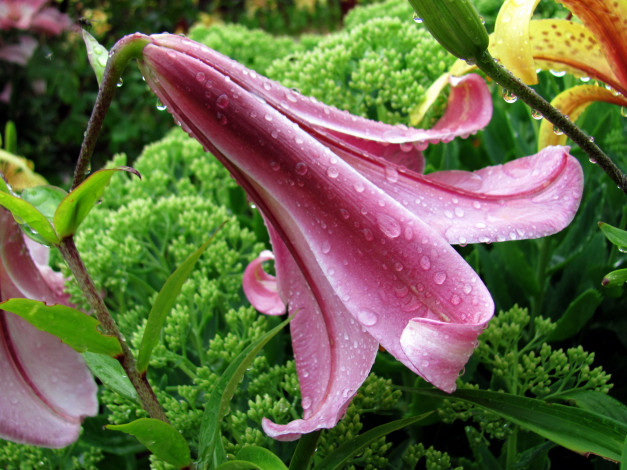 Обои картинки фото цветы, лилии,  лилейники, капли, бутон